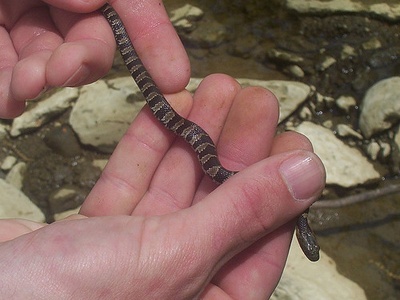 Northern Water Snake