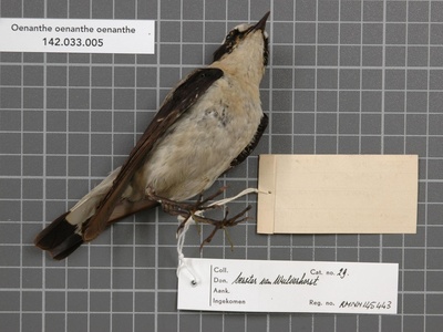 Northern Wheatear