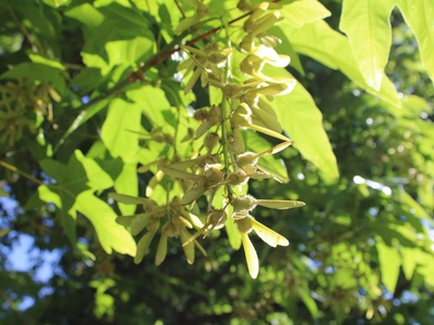Norway maple