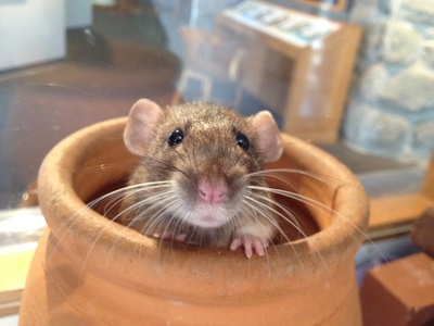 Norway rat
