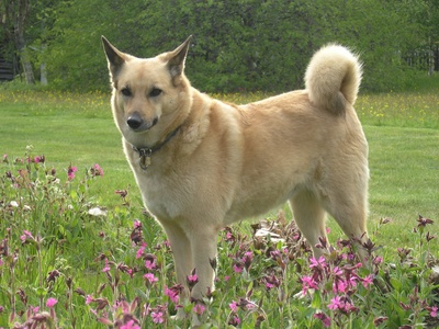 Norwegian Elkhound