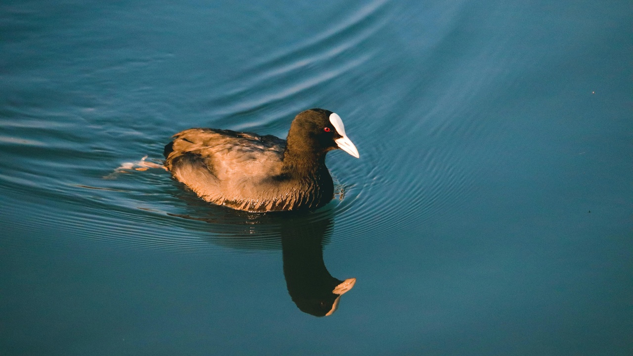 Birdwatcher observing West Indian whistling-duck and coastal seabirds in Antigua and Barbuda