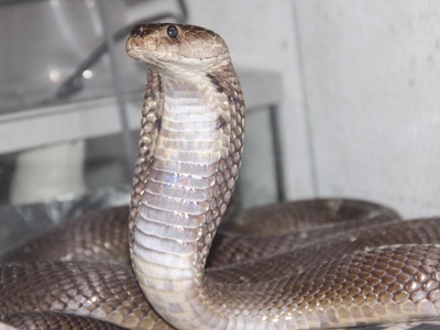 Nubian Spitting Cobra