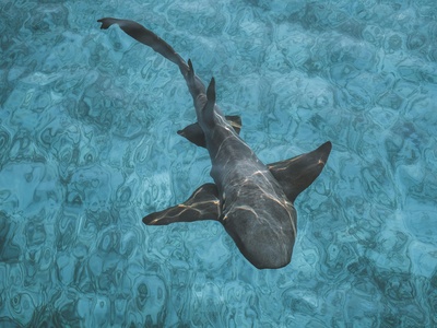 Nurse shark