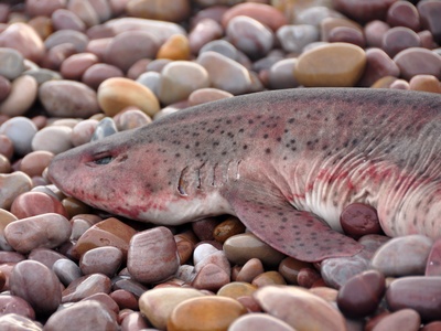 Nursehound