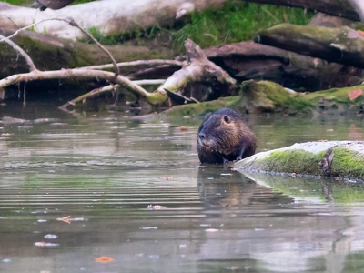 Nutria