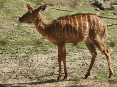 Nyala