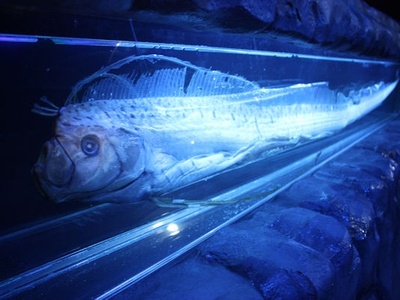 Oarfish