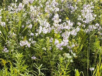 Obedient Plant