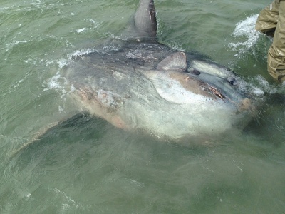 Ocean sunfish