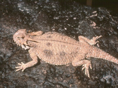 Oceanic Gecko