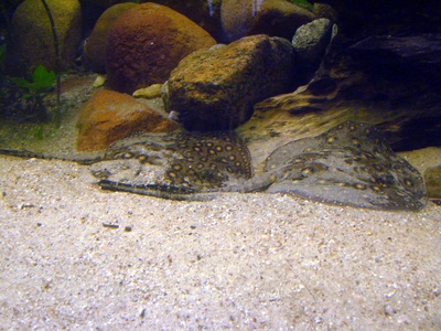 Ocellate River Stingray