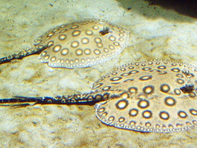 Ocellate River Stingray