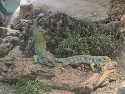 Ocellated lizard