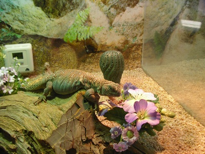 Ocellated Spiny-tailed Lizard