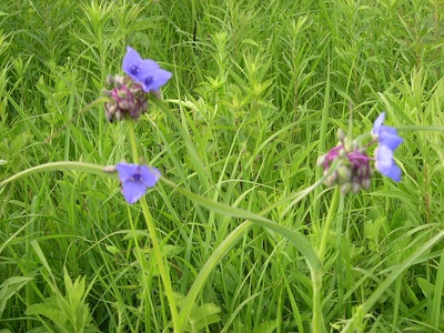 Ohio Spiderwort