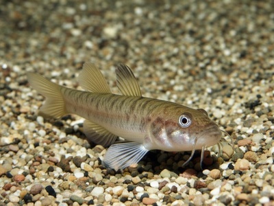 Ohrid Gudgeon