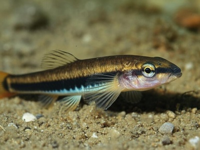 Ohrid Spined Loach