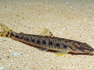 Ohrid Spined Loach
