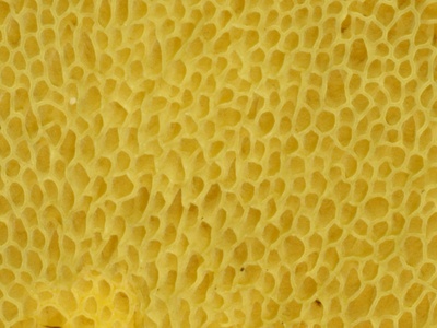Ohrid Sponge