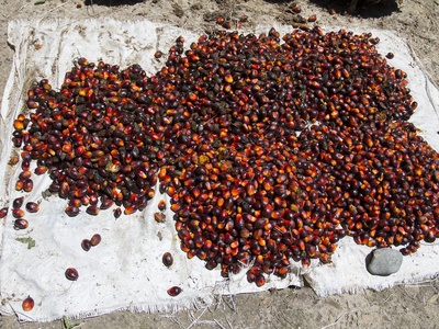 Oil palm