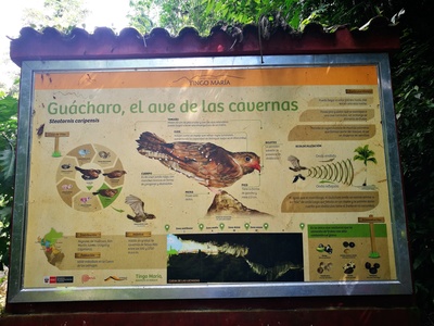 Oilbird