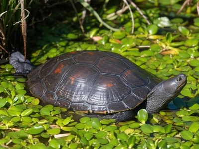 Okavango Hinged Terrapin