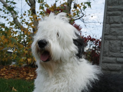 Old English Sheepdog