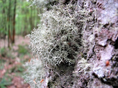 Old Man's Beard
