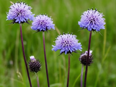 Olga's Scabious
