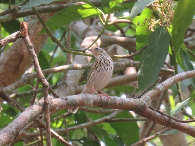 Olive-backed pipit
