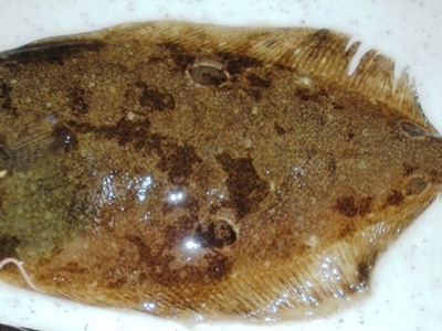 Olive flounder