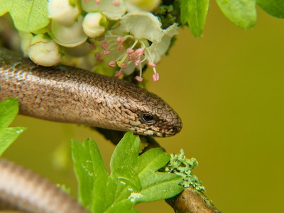 Olive Grass Snake