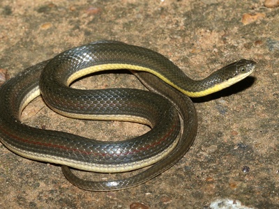Olive Keelback