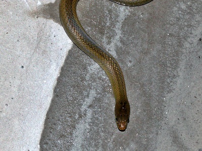 Olive Marsh Snake