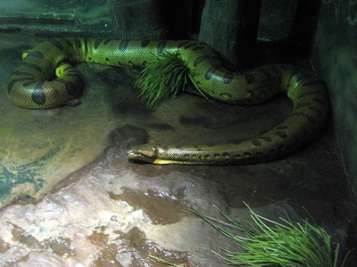 Olive Snake