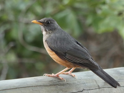 Olive thrush