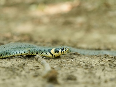 Olive Water Snake