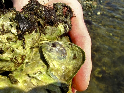 Olympia oyster