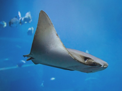 Oman Cownose Ray