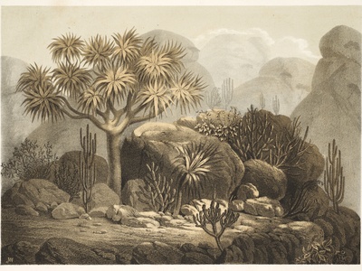 Ombet Dragon Tree