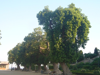 Ombú