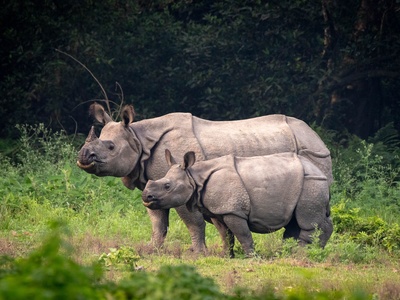 One-horned rhinoceros