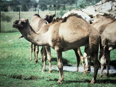 One-humped camel