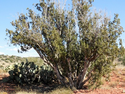 One-seed Juniper