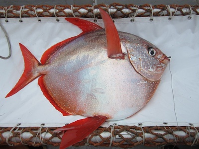 Opah
