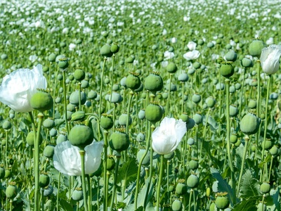 Opium Poppy