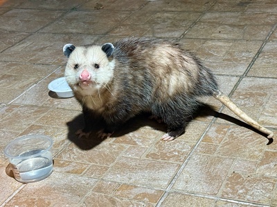 Opossum