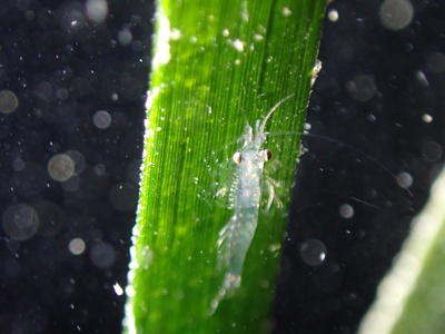 Opossum Shrimp
