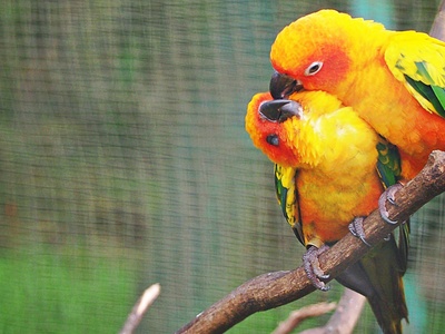 Orange-bellied parrot